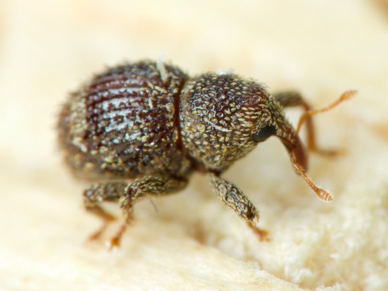 Acalles (Acalles) echinatus (Germar, 1824)